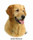 Golden Retriever 9K011D-08